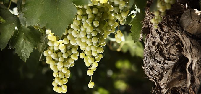 Torrontes-scaled (1)