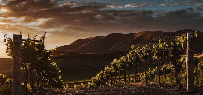 A selective focus shot of vine trees captured in a beautiful vineyard at twilight
