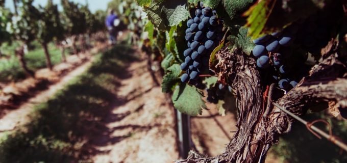 malbec-uva-racimos